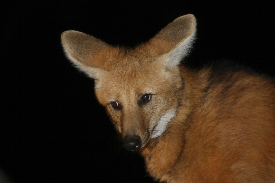 ATYPISK ULV: Sør-Amerika har også sin ulv – mankeulven. Den ser mer ut som en forvokst rødrev enn en ulv. Skulderhøyden er rundt en meter, men vekten er bare 20–25 kilo. Høy, rødbrun, som på stylter.