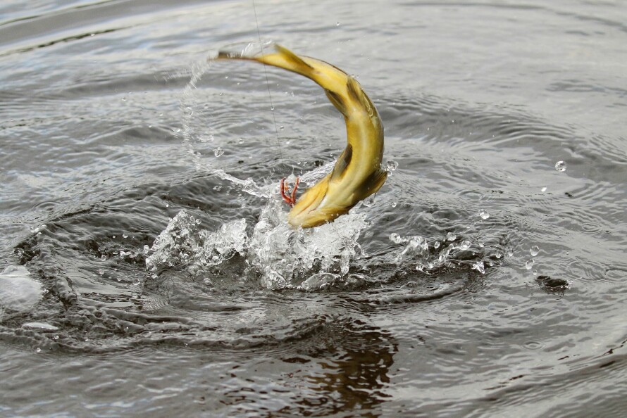 KJØRETIPS: 1. Med stødig press uten rykking kan du føre en fisk oppover eller nedover ei elv ved å gå sakte med løftet stang. 2.  Hvis fisken hopper, senk stanga og minsk presset. 3.  Ha jevnt drag og bøy på stanga. 4.  Fisk som skal settes ut igjen, bør kjøres litt hardt for ikke å tappe den helt for krefter. 5.  Sjekk alltid snellebremsen ved fiskestart.