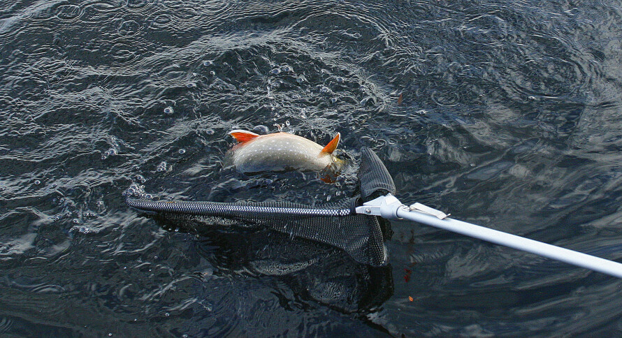 I HÅVEN: Her er røya innenfor håvringen, så fiskeren kan løfte håven og trekke den inn med fisken. Denne håven har klips nederst på det teleskopiske skaftet, slik at den kan henge i ei hempe.