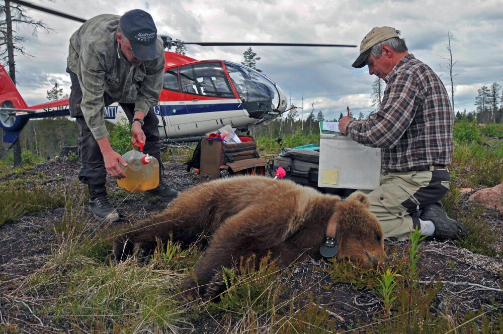 <b>JAKT:</b> Bjørnene jaktes med helikopter om sommeren og merkes. Deretter leter forskerne seg frem til bjørnehiet om vinteren.