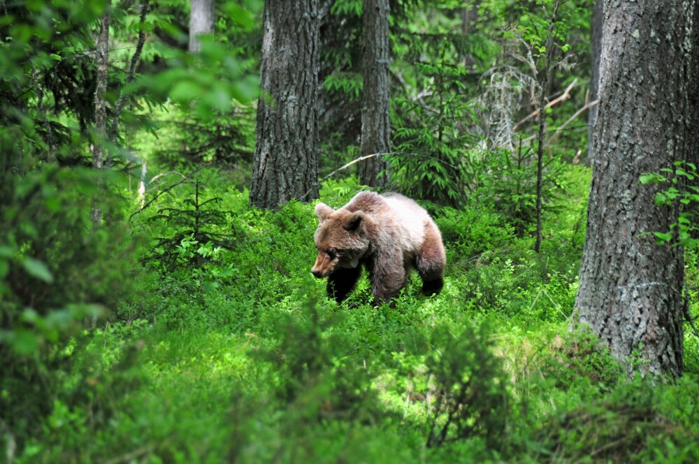 <b>LØSNING:</b> Brunbjørnen er det største rovdyret på det norske fastlandet. Forskning på den kan bidra til å løse utbredte folke­sykdommer.
