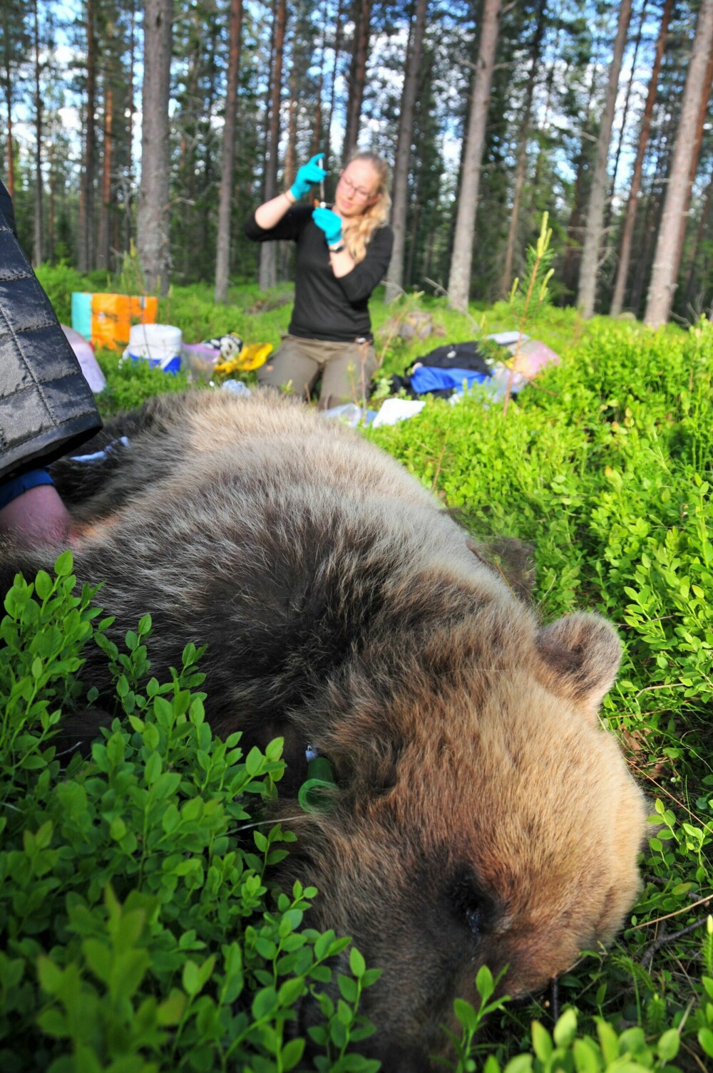 <b>FORSKNING:</b> Skandinaviske forskere fra flere forsknings­institusjoner har arbeidet med bjørneprosjektet i 15 år.