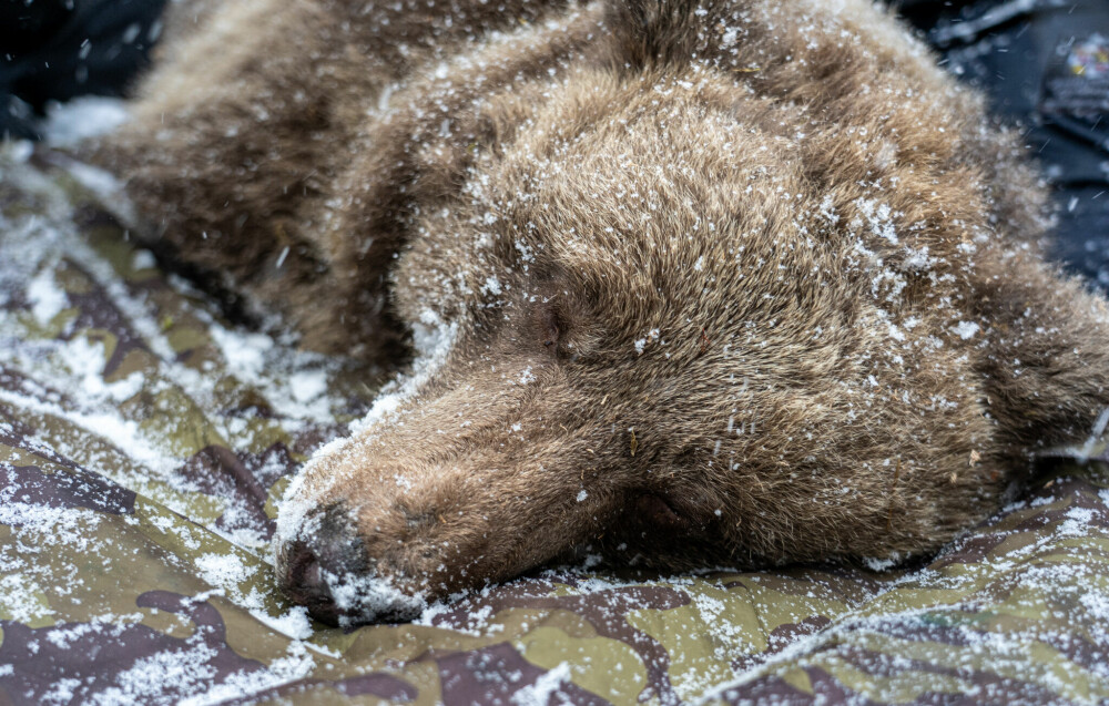 <b>UT AV HIET:</b> Bjørnene blir trukket ut av hiet og bedøvet. Deretter tar forskerne blodprøver og gjør undersøkelser av dem.