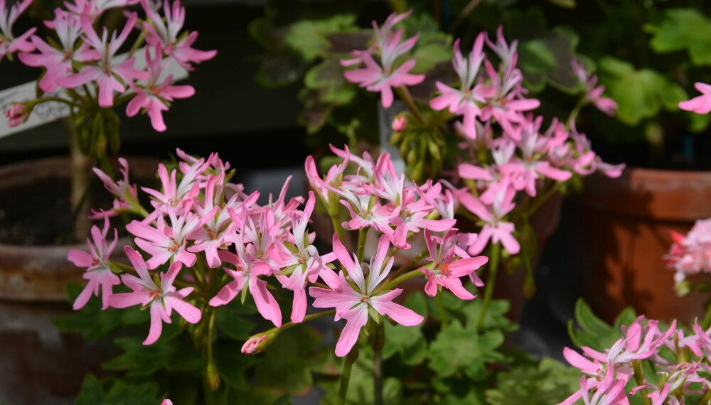 <b>STJERNER: </b>Cathrine Wheels er en yndig stjernepelargonia.