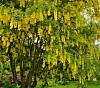 Blomster, planter og trær sommerfugler og insekter elsker - Hage