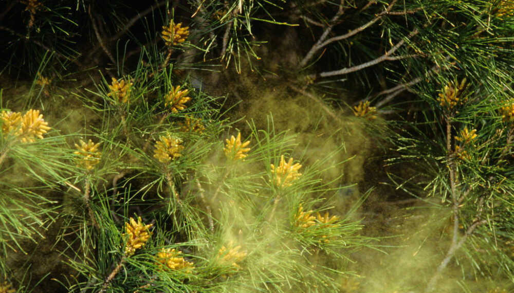 <b>FURU:</b> Furu finnes naturlig nesten over hele landet, og det er de gule hannblomstene som forårsaker de gule pollenskyene man kan se om våren.