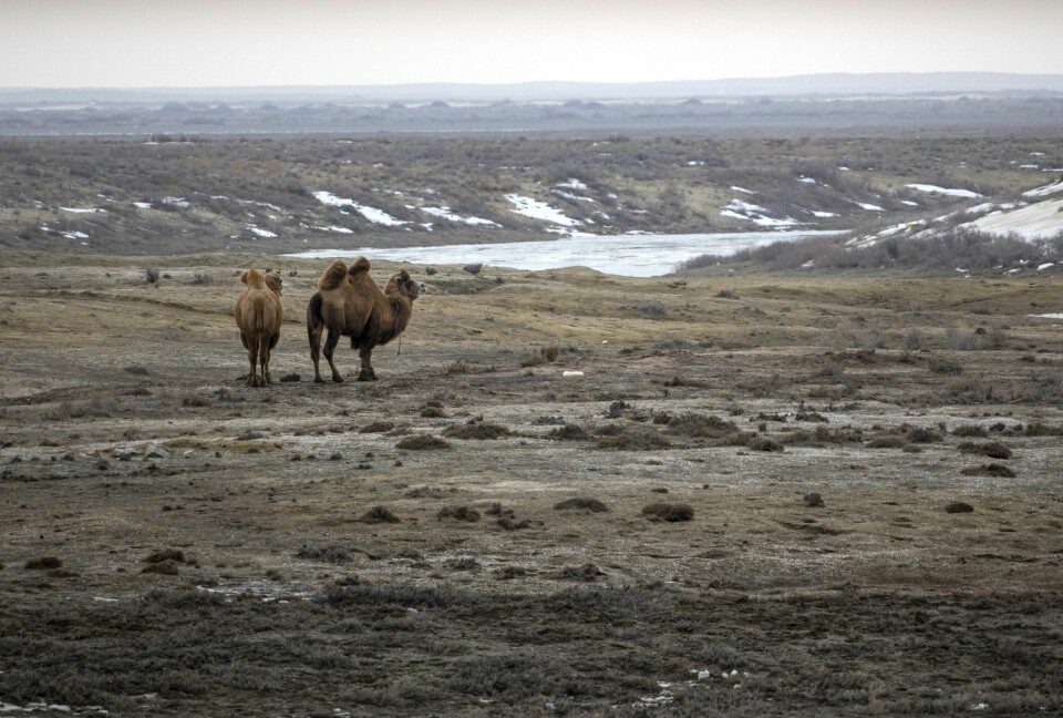 GRESSER PÅ BUNNEN AV ARALSJØEN: To kameler rett utenfor Aral. Hva de får i seg av kjemikalier og giftige etterlatenskaper fra Sovjettiden, er vanskelig å si.