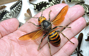 Real specimen of japanese giant hornet (Vespa mandarinia) also know as muder hornet. Vespa assassina, vespa gigante asiática. oosuzumebachi オオスズメバチ