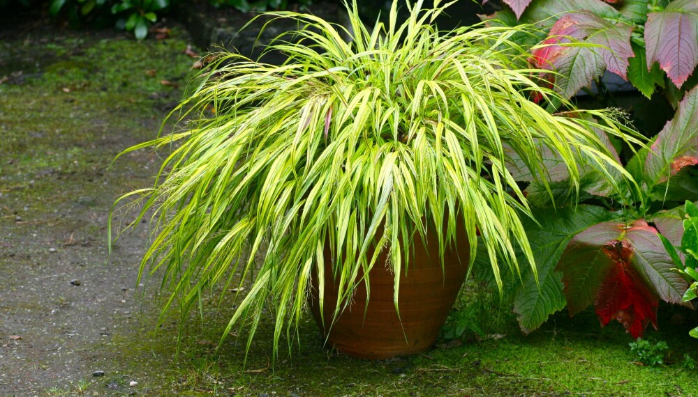 <b>HAKONECHLOA MACRA:</b> Hakongress trives best i skyggen.