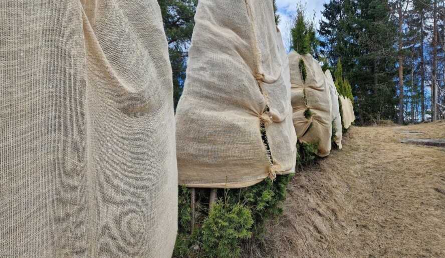 KOSTBAR LÆREPENGE: Slik ser artikkelforfatterens tujahekk ut på senvinteren og tidlig vår nå. Ikledd sekkestrie.