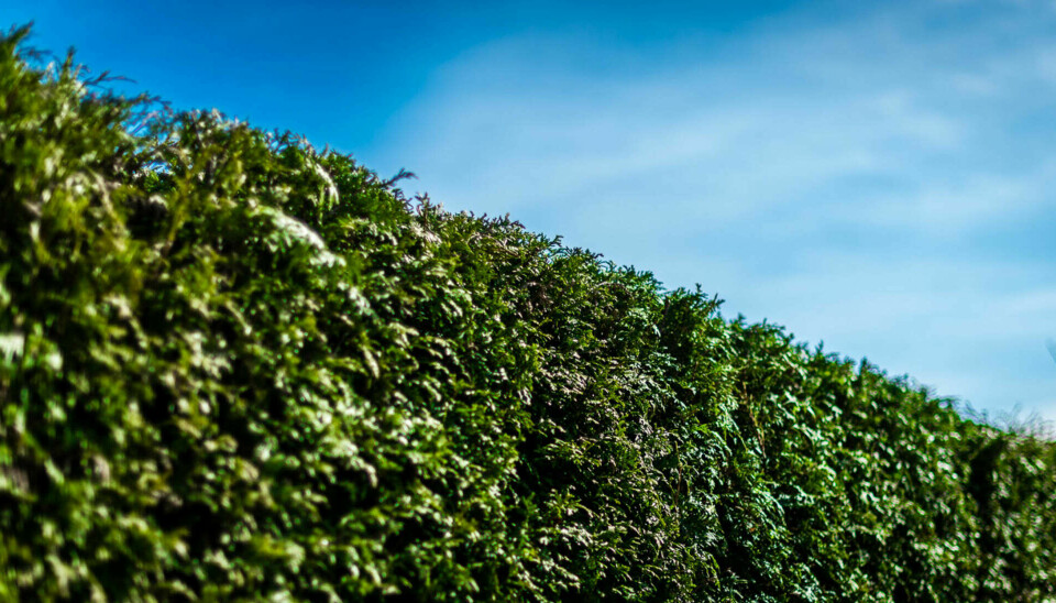 VELFRISERT HEKK: En tujahekk skal etter beskjæring se mer og mindre sånn ut. Nøkkelen til å få den tett å fin er å beskjære den lett to ganger i året, fremfor å ta den sjeldent, men 'hardt'. Husk også å ta toppen før den blir for høy, da dette er nær umulig å forkorte en tuja mye uten at den blir stygg.