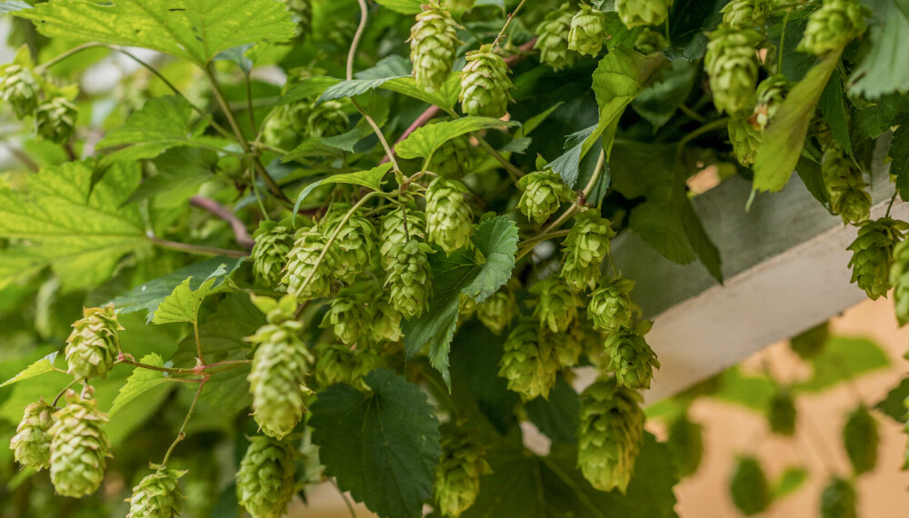 SMÅ KONGLER: Humle er en vekstvillig klatreplante med kongleformede blomster.