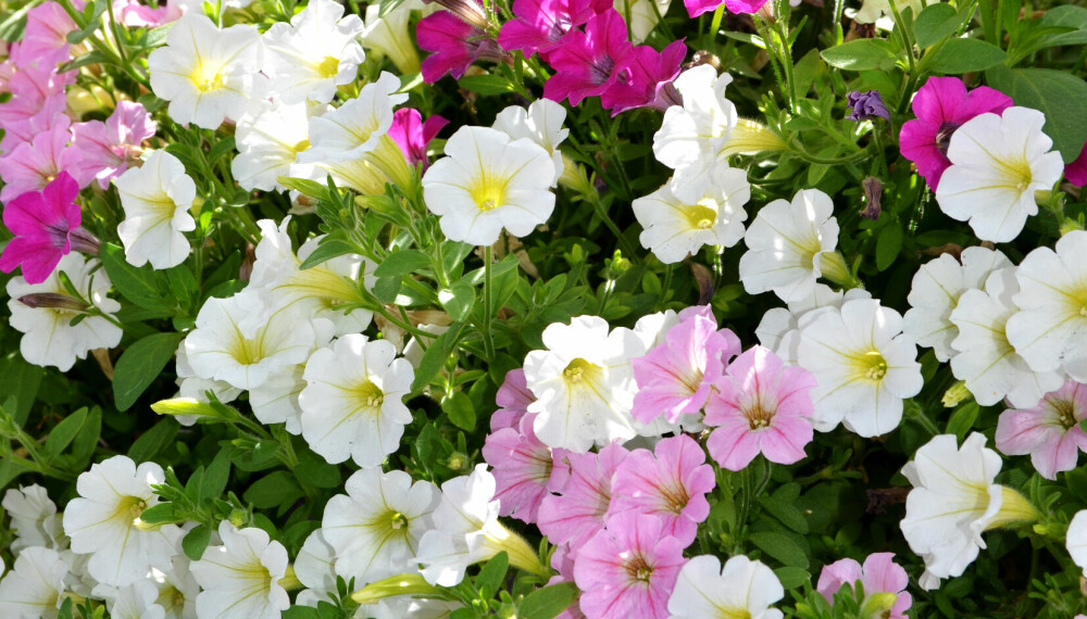 PASTELL: En sammenplanting av hengepetunia i ulike pastellfarger er nydelig og sommerlig.