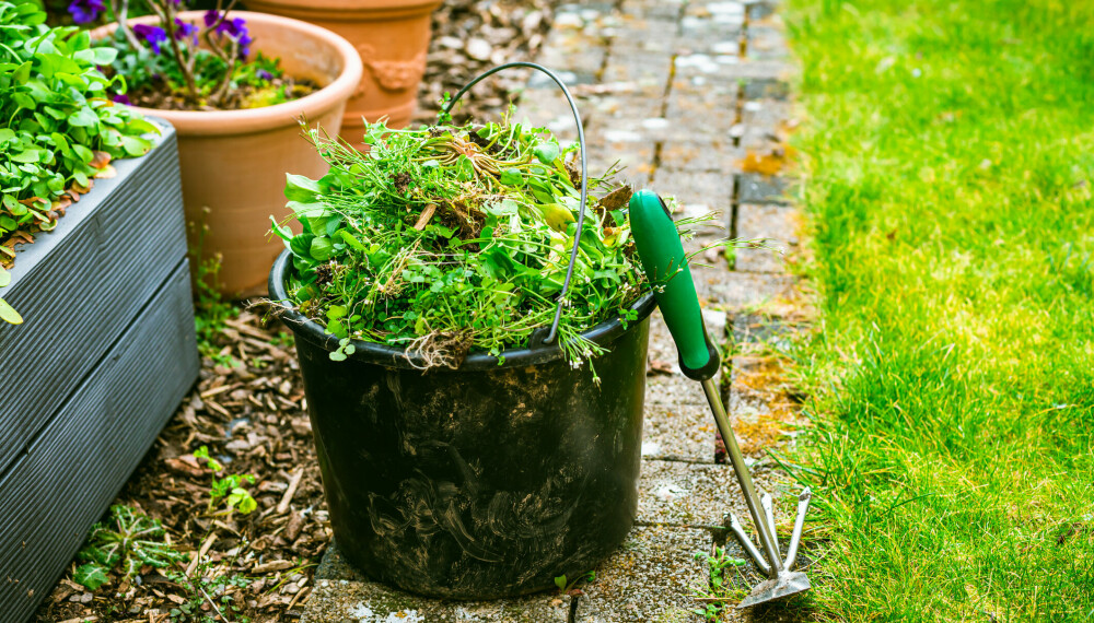 <b>LØVETANN OG SKVALLERKÅL: </b>Slik blir du enkelt kvitt ugress i blomsterbedet.