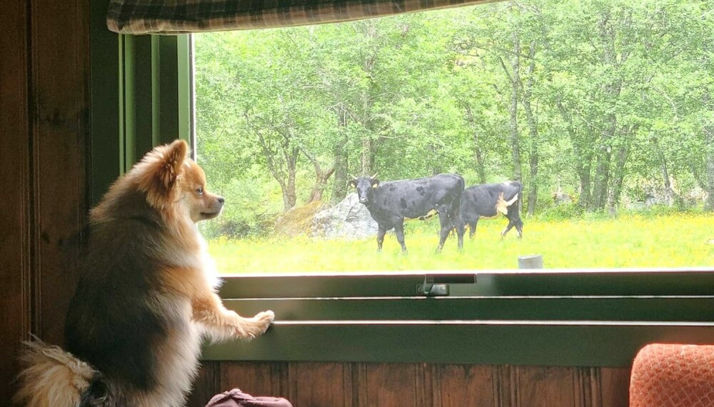 <b>PASS PÅ HUNDEN:</b> Hunden Milo har fått besøk ved hytta.