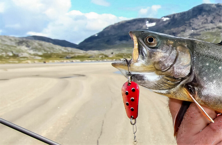 BITER VILLIG: Slukfiske etter røye kan være effektivt, med rett sluk.