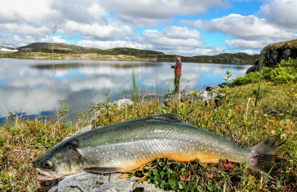 FANGST: Røya lar seg overliste om sommeren også i varmere vann.
