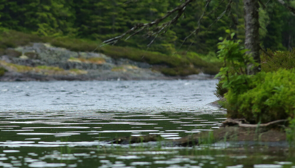 <b>I LE:</b> Her blåser det kraftig med hvite skumtopper forbi odden, mens det på hitsiden nesten er stille vann. Insekter på overflaten driver med vinden og samles på grensa til rolig vann. På denne plassen ble det tatt flere flotte ørreter akkurat da fenomenet oppsto.