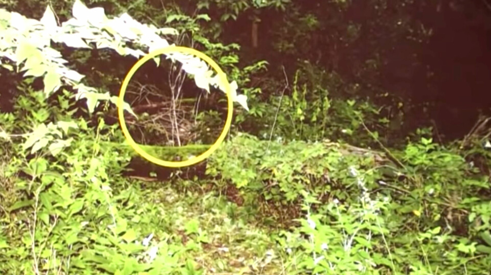 DUMPET: Chandler prøvde å brenne sine døde foreldres kropper, men mislyktes. Derfor dumpet han dem i skogen i stedet.