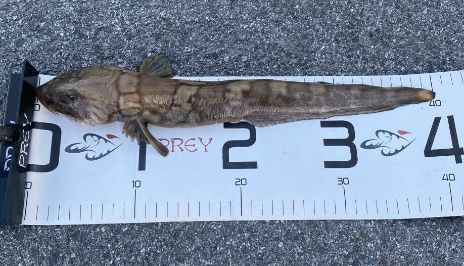 Nordlig ålebrosme (Lycodes rossi)