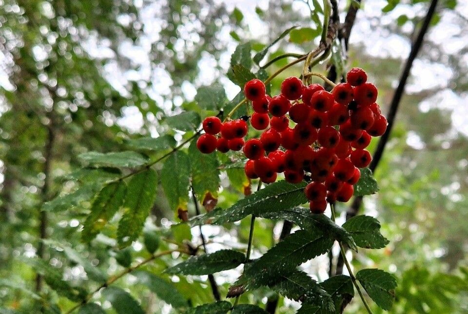 Knuser rognebær-myte, men derfor bør du komme deg ut å plukke