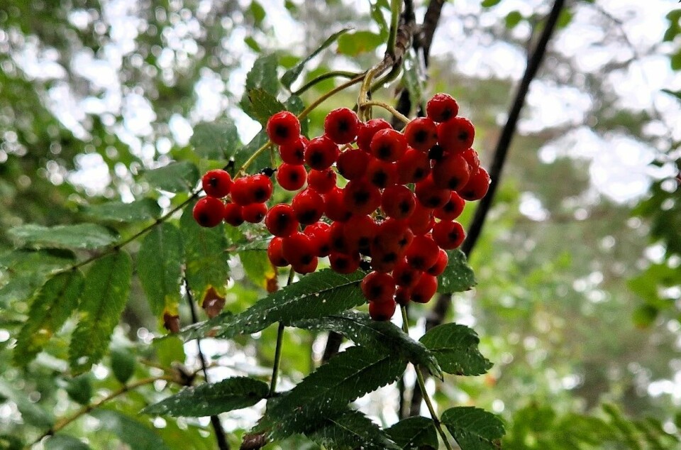 Knuser rognebær-myte