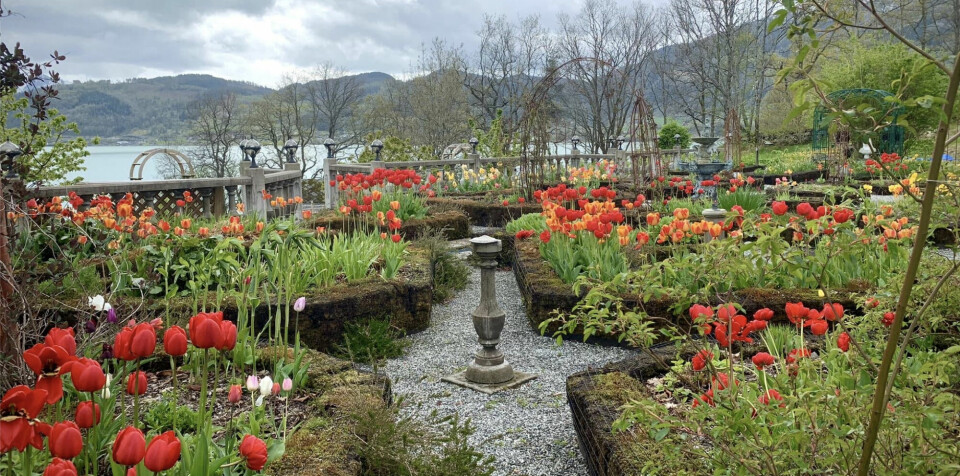 ET VAKKERT SKUE: Når tulipanene blomstrer i klosterhagen skinner det i rødt og oransje så langt øyet kan se. Geirmund har grønne fingre og er genuint interessert i botanikk.