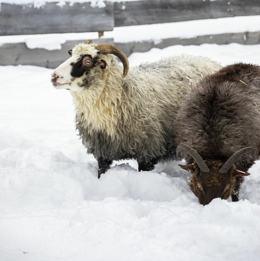 DYREKJÆR: Linn og Espen ønsker seg flere husdyr på sikt. Linn driver også med hester, men har ikke egne på gården nå.