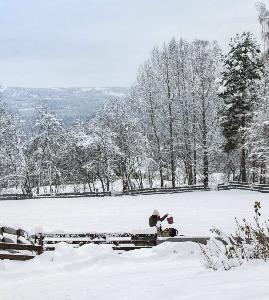 VINTERMAT OG KOS: Spælsauene trives ute året rundt på Hagan.