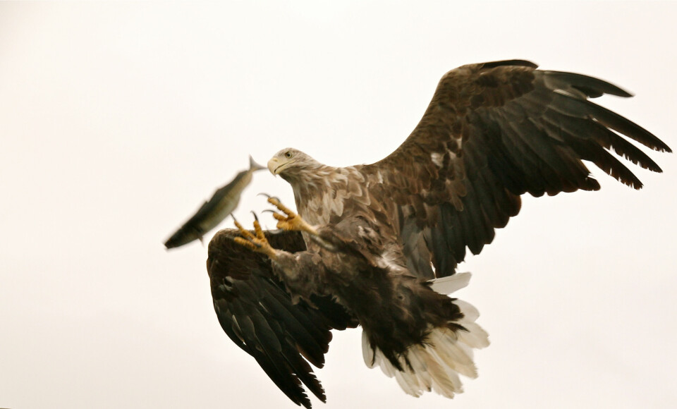 HAVØRN: Hunnene, som er størst, kan veie opptil syv kilo. Løftekapasiteten til en stor havørn, strides det om. Det sies at ørnen normalt løfter bytter opp til 2,5 kilo, men at de i noen tilfeller kan løfte mye mer.