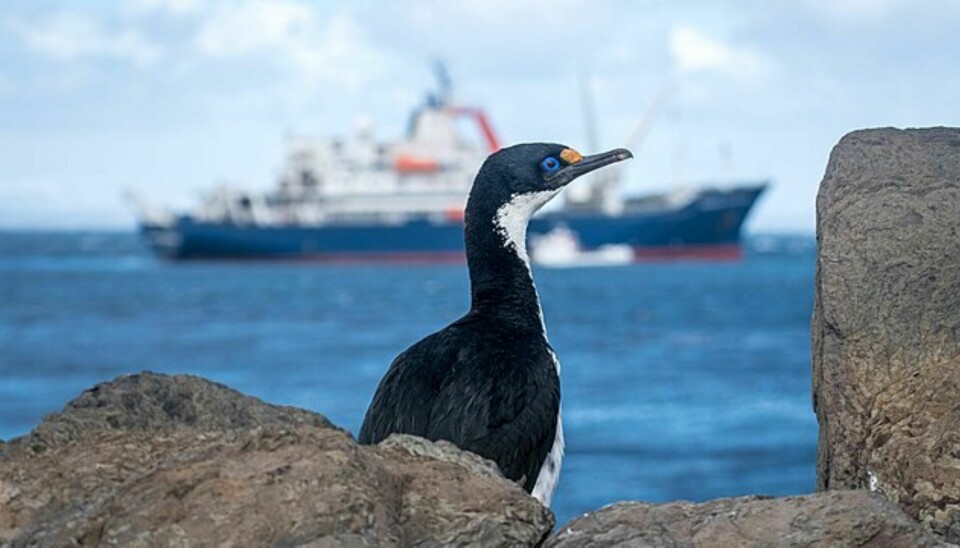 SKUER MOT SKIPET: Denne sjøfuglen venter kanskje på forskningsskipet «Marion Dufresne» sin ankomst?