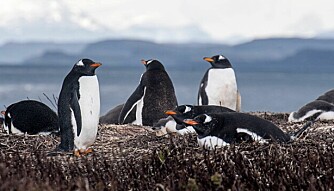 STORTRIVES: PIngvinbestanden på Kerguelen ser ut til å ha gode dager.