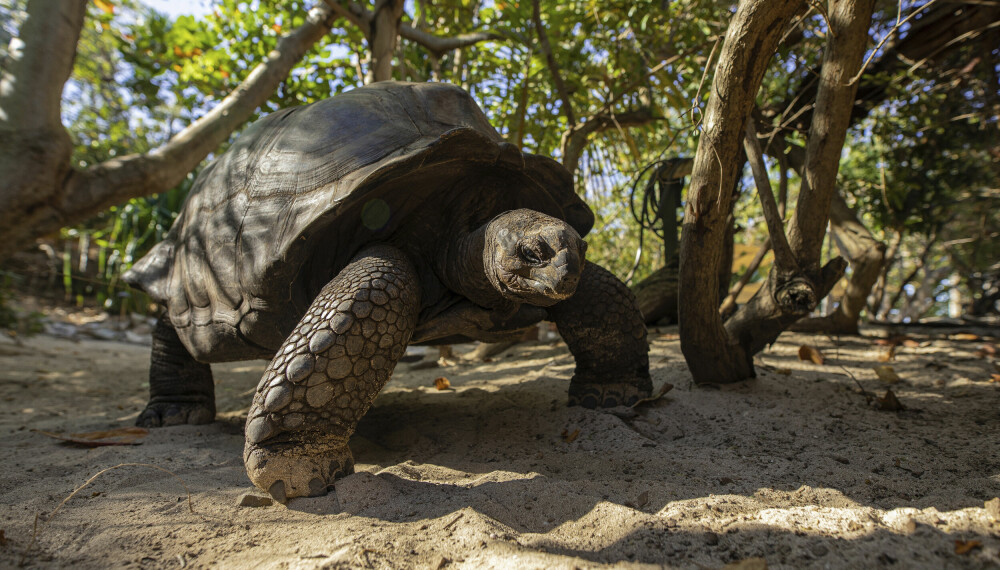 FAST INVENTAR: En av kjempeskilpaddene som kaller Necker Island for sitt hjem.