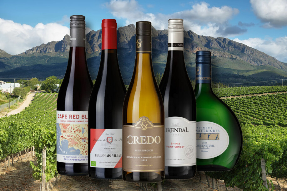 GODE VINKJØP: Sørafrikanske vinranker byr på noen av årets første vinanbefalinger.