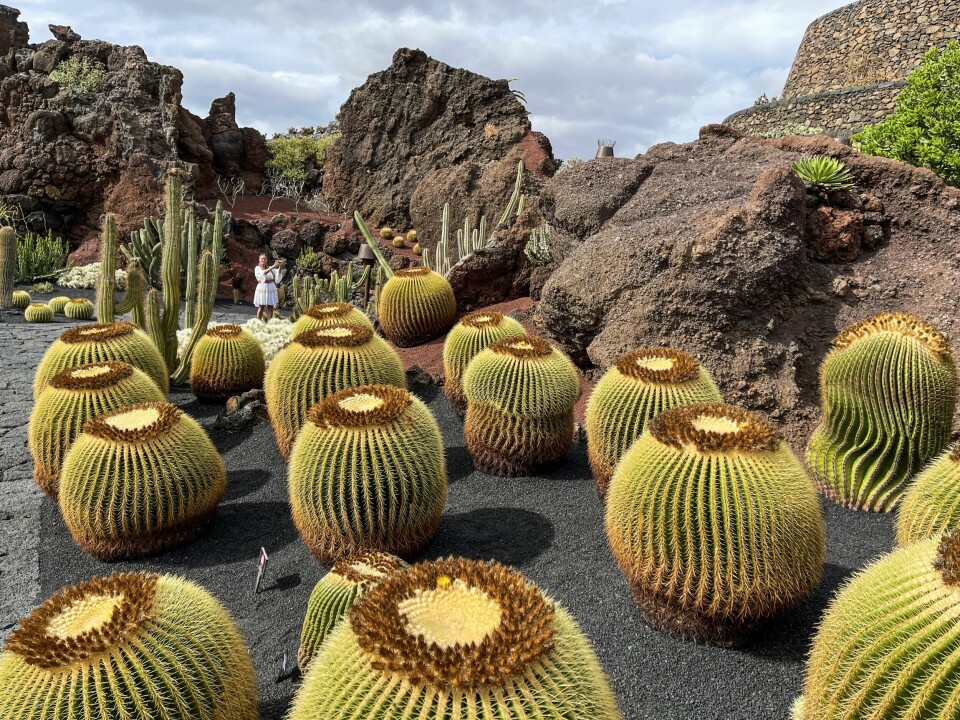 LOKAL HELT: Kunstneren Cesar Manrique har på mange måter formet framtiden til Lanzarote – Jardin de Cactus er et av høydepunktene.