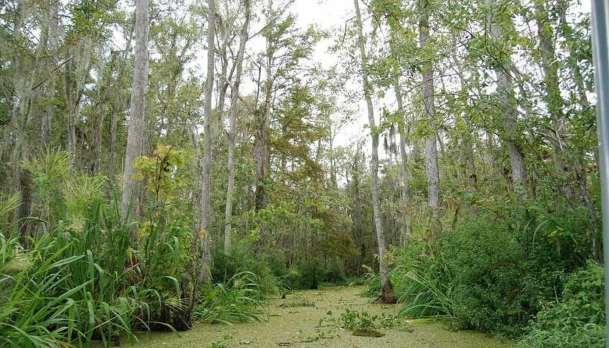 FORSVANT SPORLØST: Man antar at fire år gamle Bobby Dunbar vandret på egenhånd inn i skogen her ved Lake Swayze 23. august 1912. Siden kom han aldri tilbake.