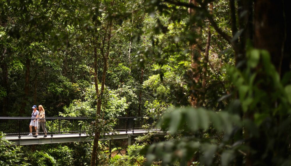 PÅ TUR I SKOGEN: Daintree-regnskogen nord i Queensland er populær både blant kasuar og menneske. Det leder noen ganger til sammenstøt.