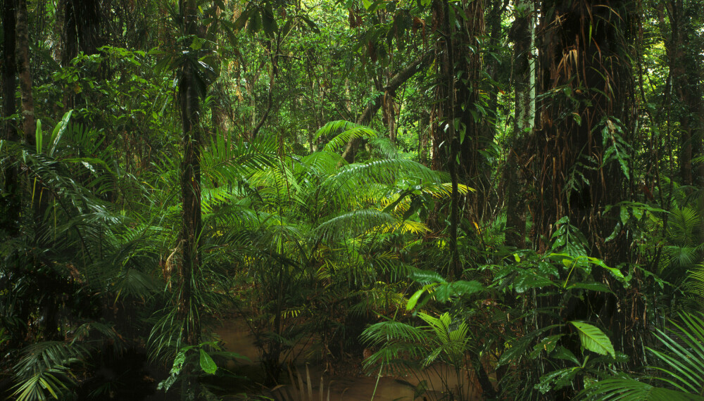 I SKJUL: Her i Daintree-regnskogen bor de fleste kasuarene i Australia. Det er også her mange kasuar-angrep har skjedd.