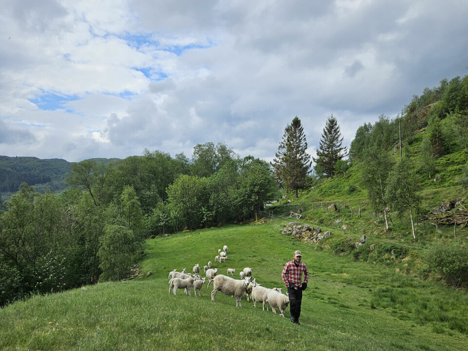 IDYLL: Bygutten Joakim er blitt bonde på heltid. Her med saueflokken hakk i hæl.