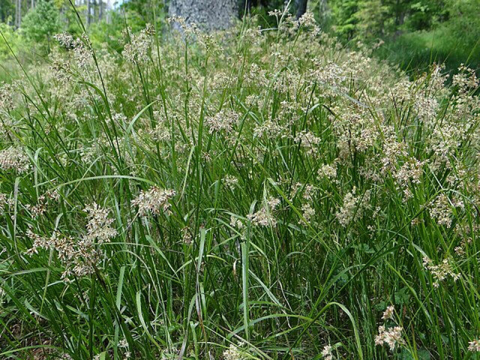 VINTERGRØNN: Storfrytle, Luzula sylvatica kan du la stå uten beskjæring.