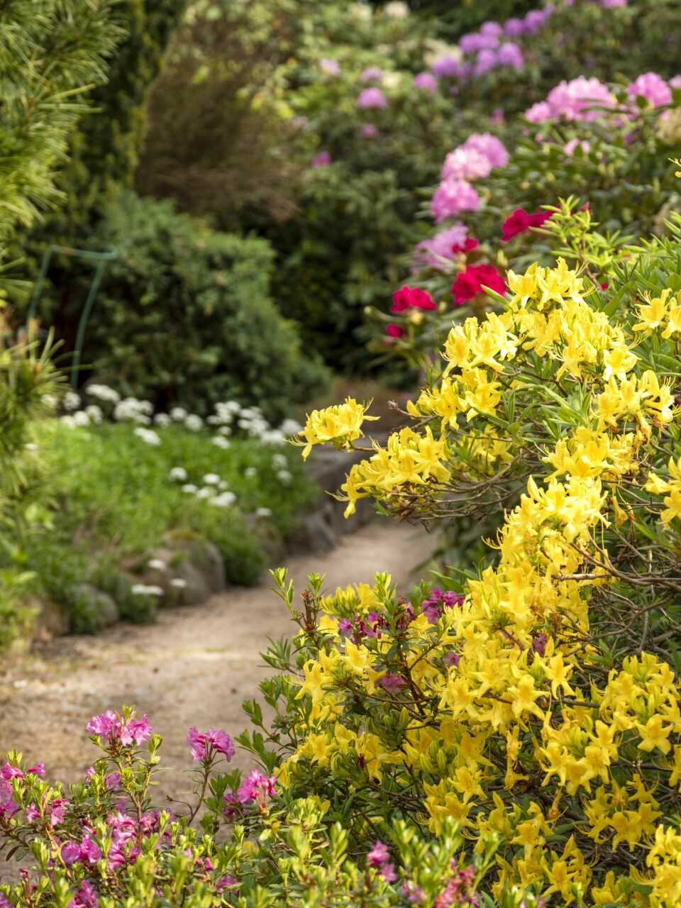 VÅRGLEDE: Her stråler en azalea ‹Luteum› med knallgule blomster. Knip av blomsteranlegg etter avblomstring.