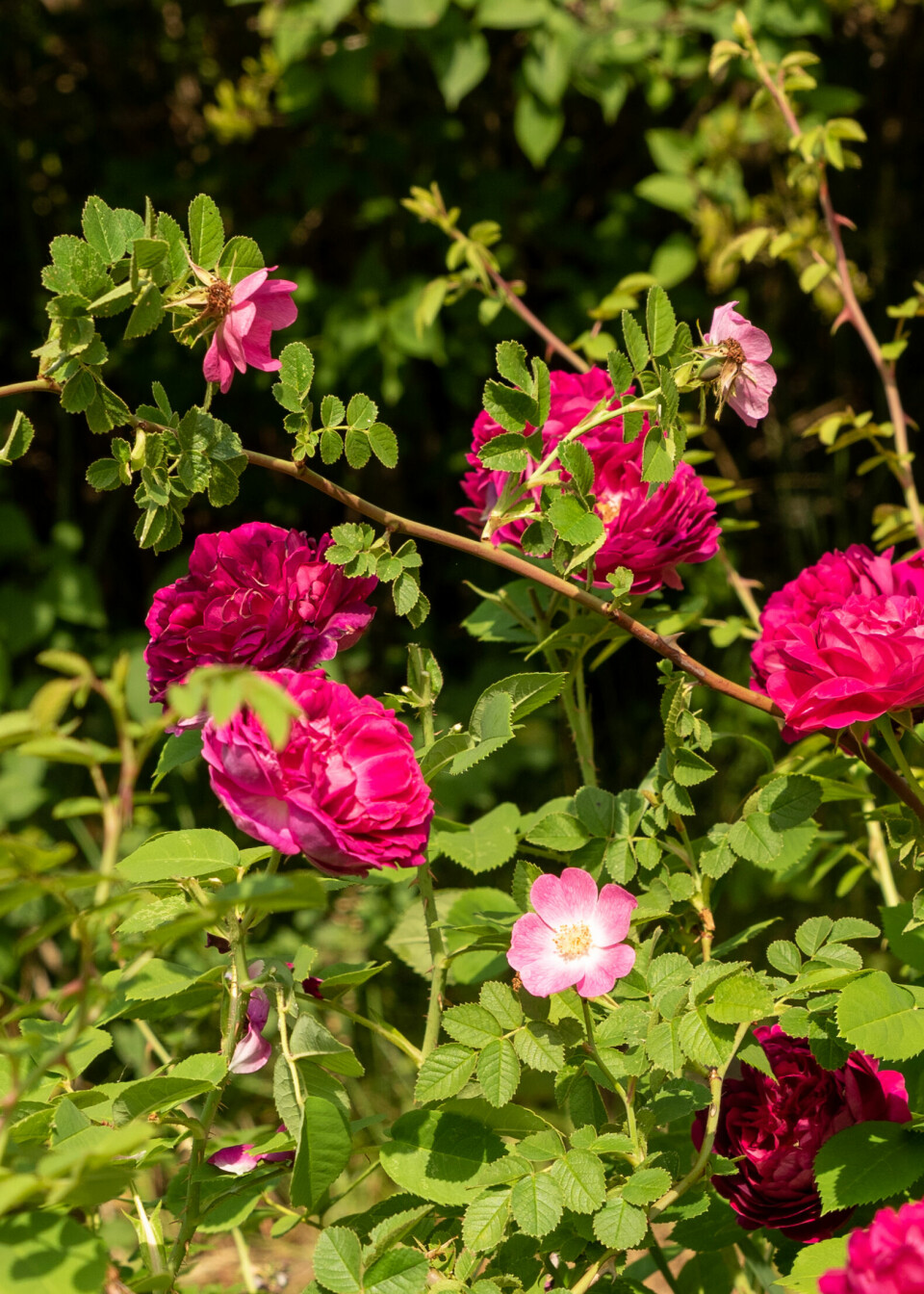 BUSKROSE: Great Western er hardfør og vakker med sterkt duftende roser. Den skal klippes når bjørka spretter.
