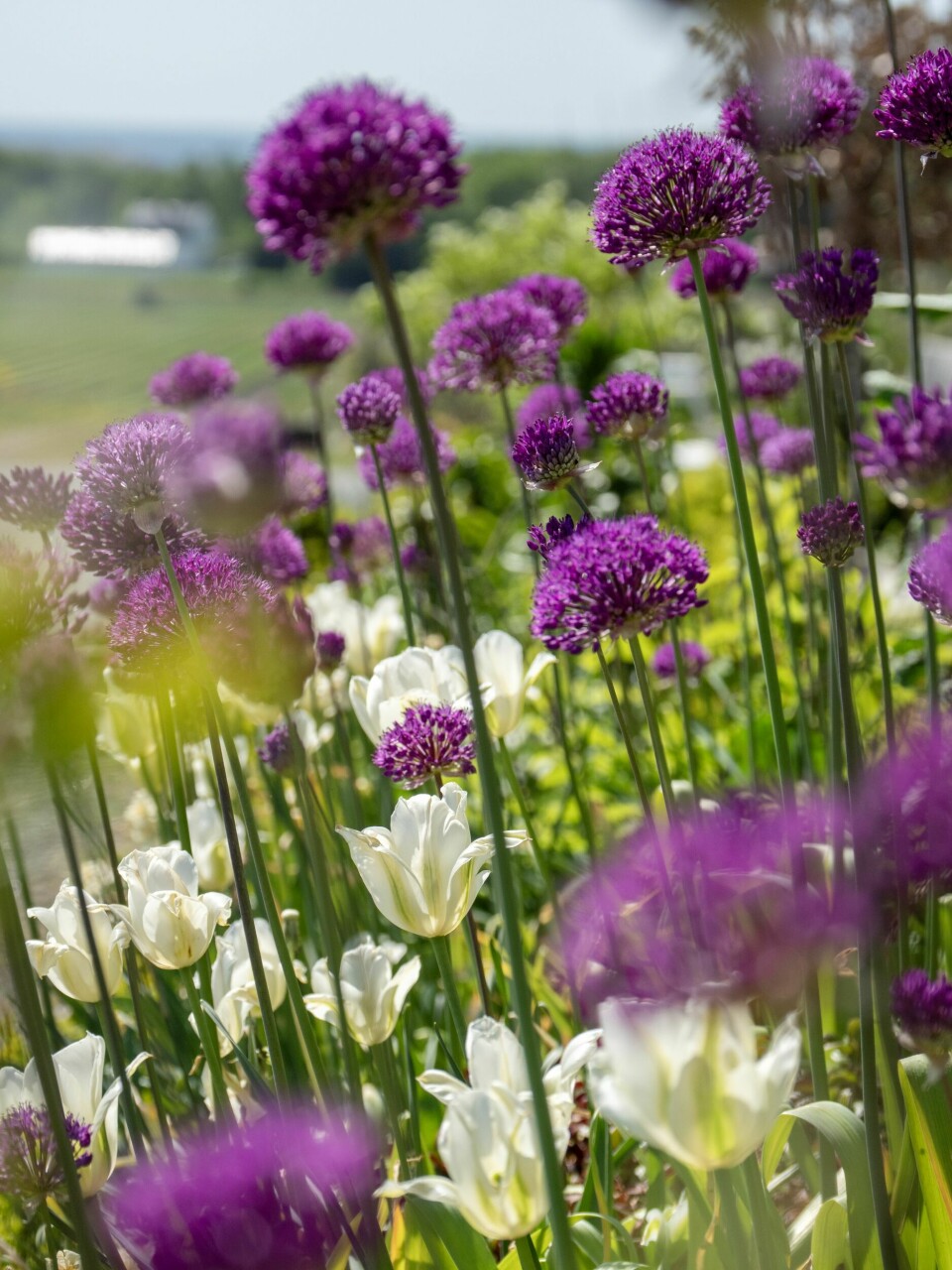 ET VILT OG BED: Alliumsortene 'Globemaster', 'Giganteum' og 'Purple Sensation' er plantet sammen og blomstrer til litt forskjellige tider, noe som forlenger den fine blomstringen i bedet. Tulipanen 'Spring Green' kommer igjen og igjen.
