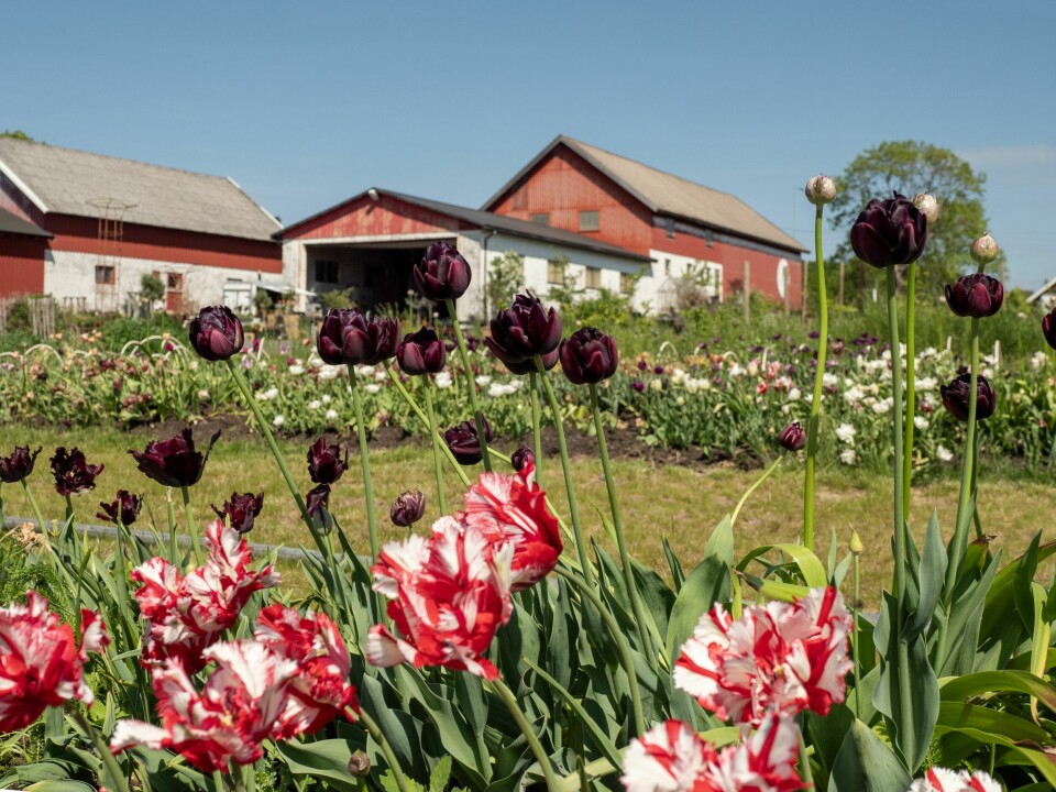 VÅRLIGE SKJØNNHETER: Her er en miks av tulipanene 'Gudoshnik' med dobbel blomst, støvete 'La Belle Epoqe' med dobbel blomst og 'Black parrot'.