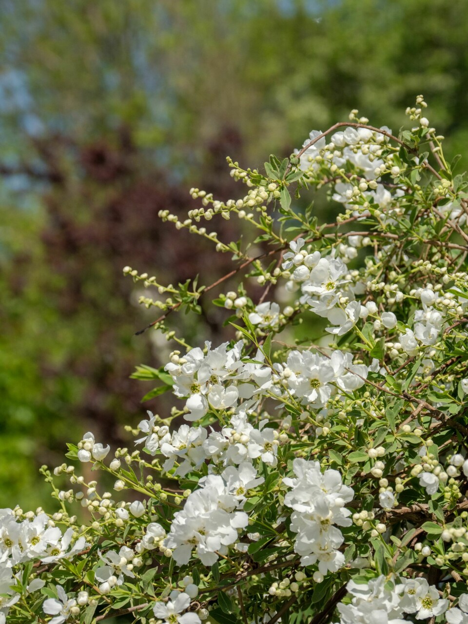 PERLEBUSKEN: – Sorten `The Bride´er min favoritt i mai. Den trives på en lun og solrik plass. De kritthvite blomstene er fantastiske i oppsatser og buketter.
