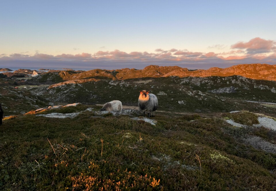 VAKKERT: Soloppgangen over Tustnastabban, fjellrekka i øst, er like vakker hver gang.