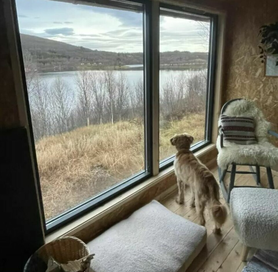 KUNSTVERK: Solbjørg fikk tak i et par store vinduer helt gratis, og har fått panoramautsikt til Sjyvatnet. Hunden Iver liker å følge med på hva som skjer.