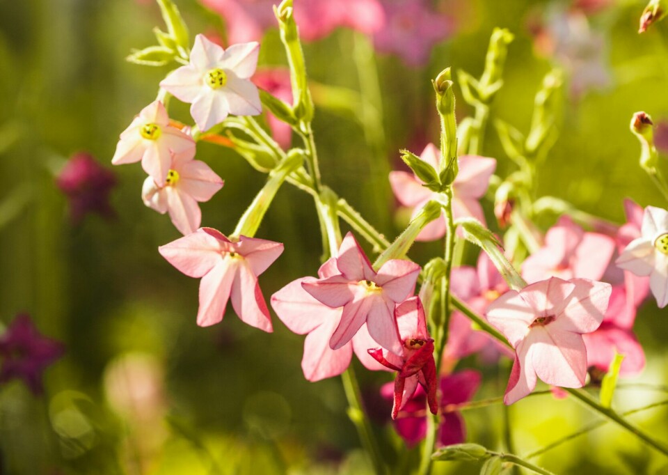 PRYDTOBAKK: Dufter vidunderlig, særlig om kvelden. Fin i krukker og bed. Står seg godt i blomsterbuketter. Tiltrekker seg nattsommerfugler.