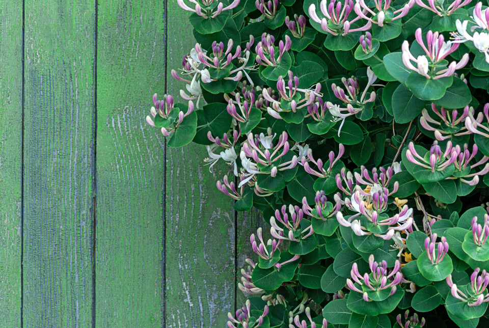 WOW!: Kaprifol tiltrekker sommerfugler og bier med sine nektarfylte blomster.