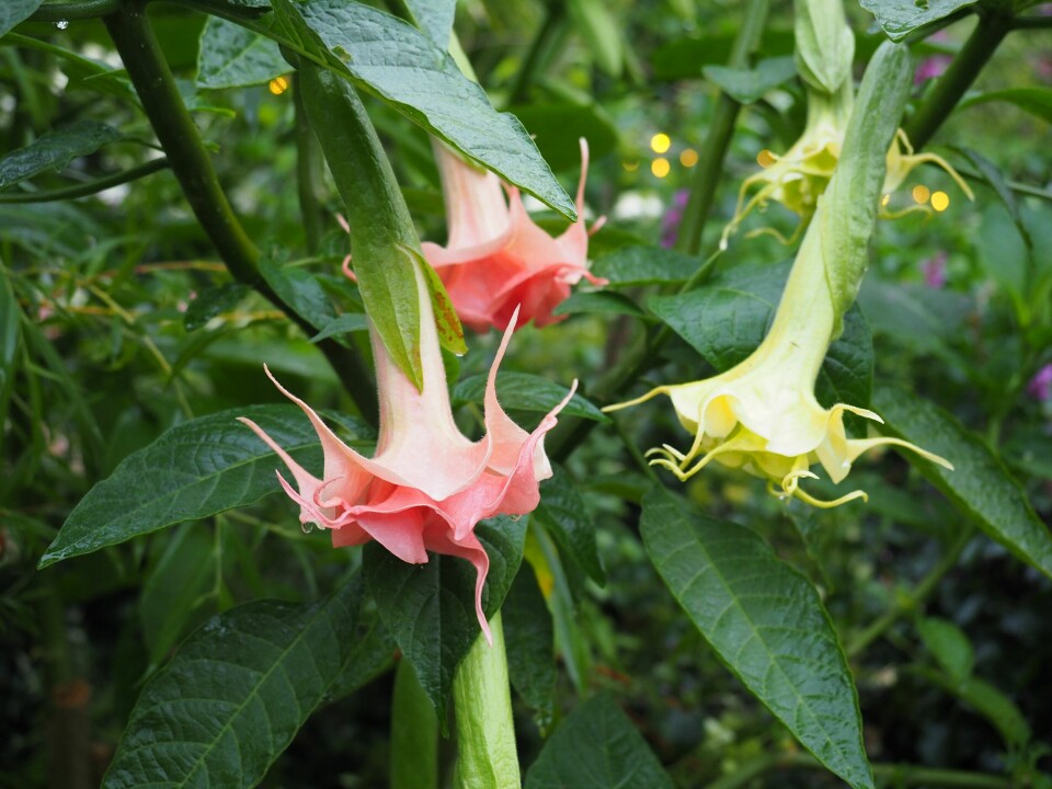 ENGLETROMPET: Engletrompet er en eksotisk busk eller et lite tre som blomstrer med enorme, eksotiske, hengende klokker på sensommeren og gir hagen skikkelig wow-effekt! Blomstene gir fra seg en nydelig duft som er særlig sterk på kveldstid.